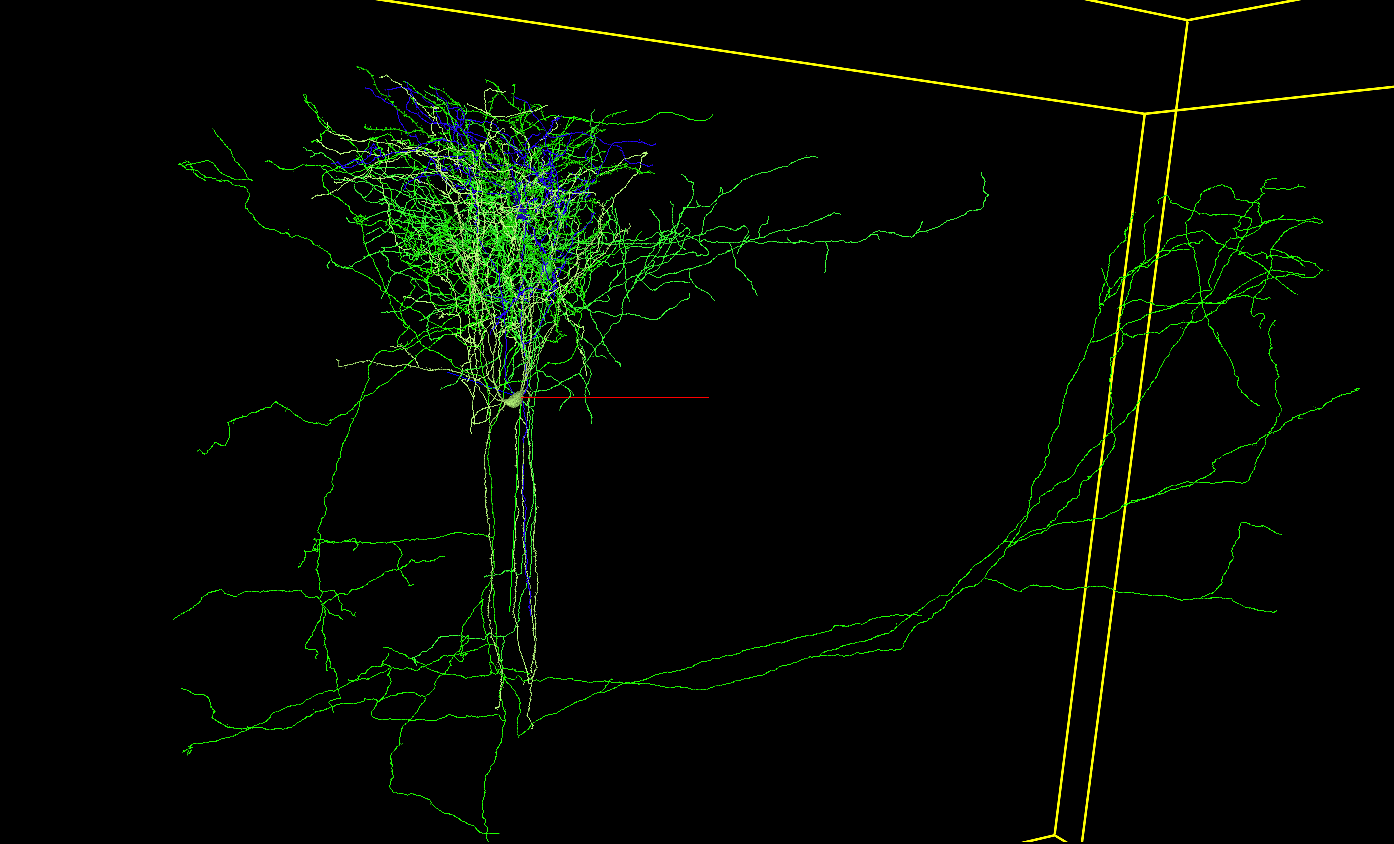 A (skeletal) rendering of a 4-neuron sub-circuit within a particular inhibitory neuron's disinhibitory circuit. An ITC inhibits a BC and a MC that both inhibit a Layer 2/3 pyramidal neuron.