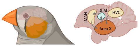 Schematic of the zebra finch song system: HVC and LMAN in cortex, Area X in the basal ganglia, DLM in the thalamus, closing the loop back to LMAN. The whole circuit sits in a brain the size of a pea.