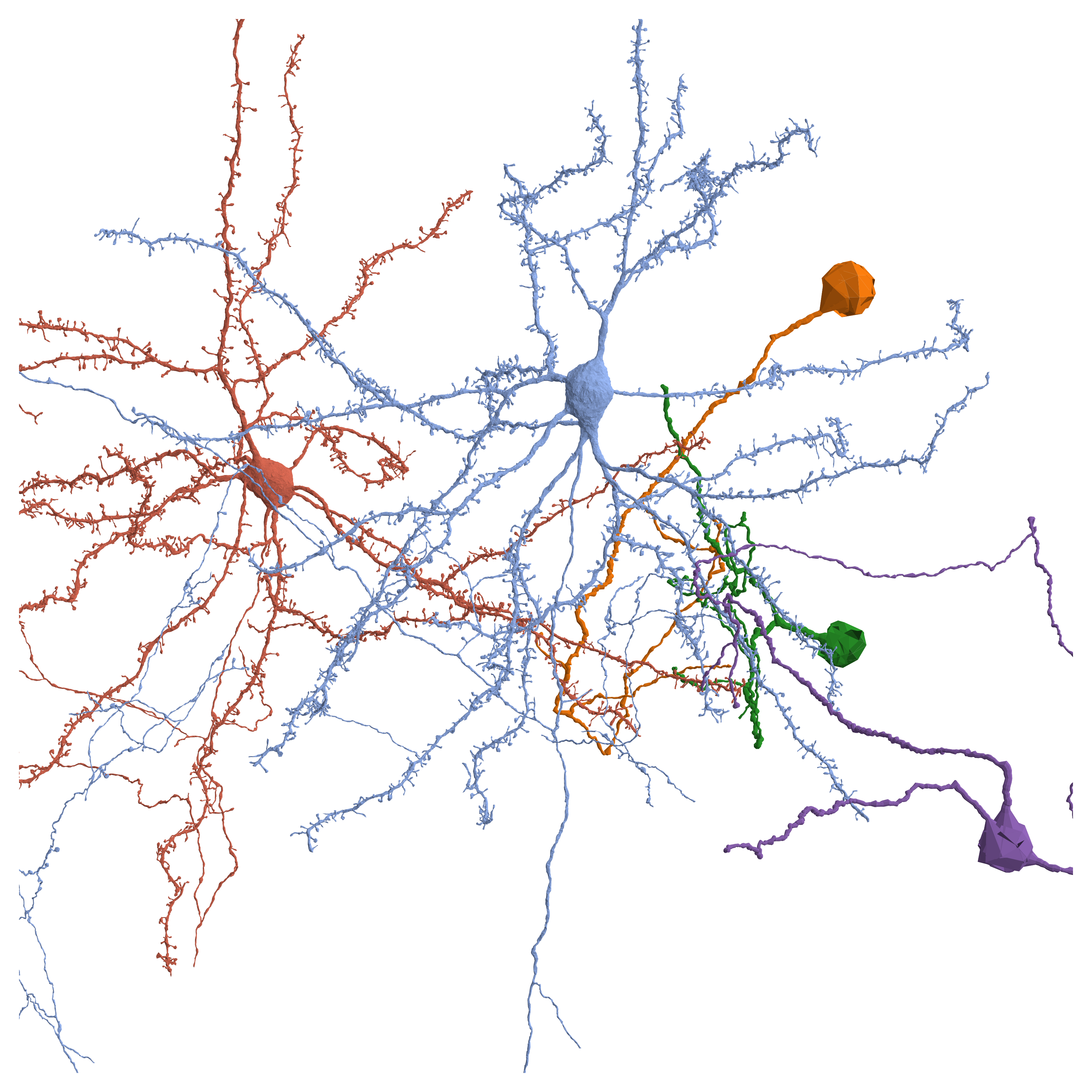 Synaptic Clustering in Mouse Visual Cortex